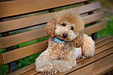 PAX East 2022：XSEED参展阵容公开 包括新生存游戏